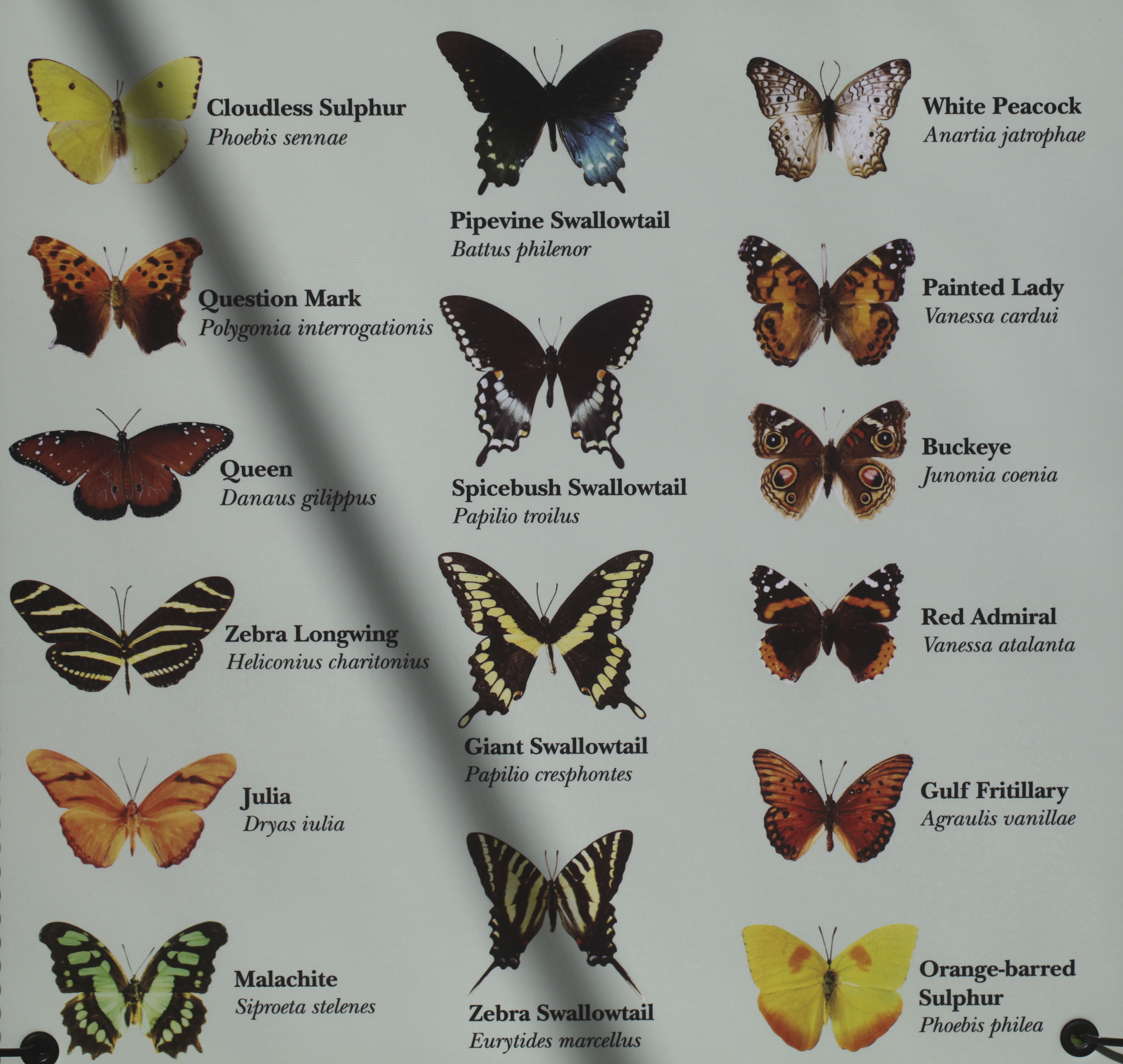 Покажи где бабочка. Бабочки России и их название и описание. Название бабочек. Виды бабочек с названиями. Расцветки бабочек.