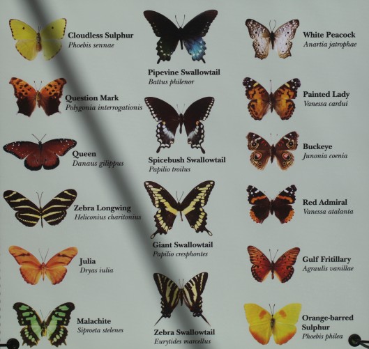 butterfly list