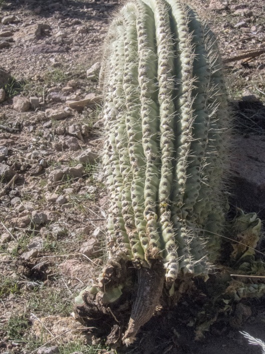 a fallen arm of the might saguaro