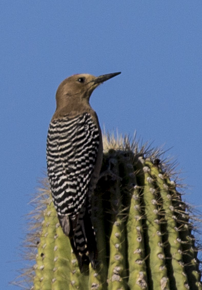 campground bird on cactus2