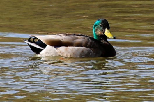 duck bubble pond sedona