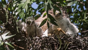 Coopers Hawk Fledglings (three in the nest and mom in the background)